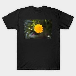 Marigold III T-Shirt